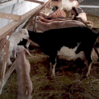 Ζεόλιθος σε φάρμα με κατσίκες στη Νέα Ορεστιάδα [φωτογραφίες και video]