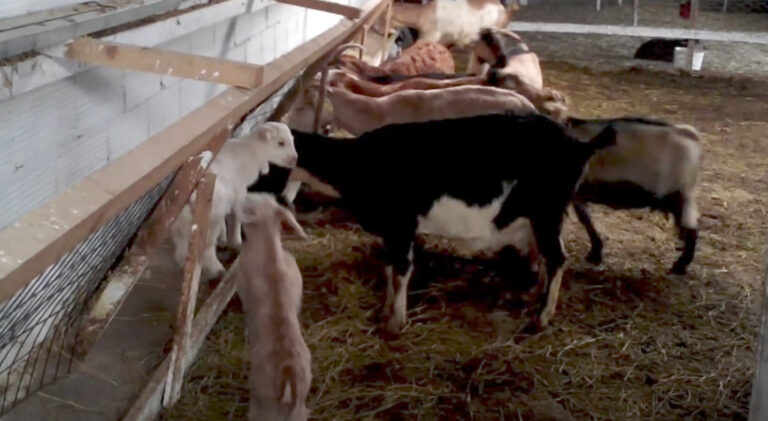 Ζεόλιθος σε φάρμα με κατσίκες στη Νέα Ορεστιάδα [φωτογραφίες και video]