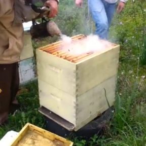 Ο ζεόλιθος και οι μέλισσες - Ν. Λυγερός