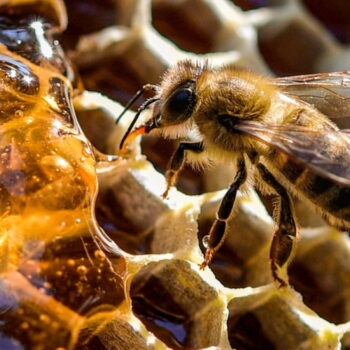 Ο ζεόλιθος και οι μέλισσες - Ν. Λυγερός