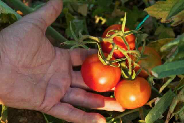 Ζεολιθικά λαχανικά και φρούτα από παραδοσιακούς σπόρους – Ν. Χιλή, Αλεξανδρούπολη 01/08/2014