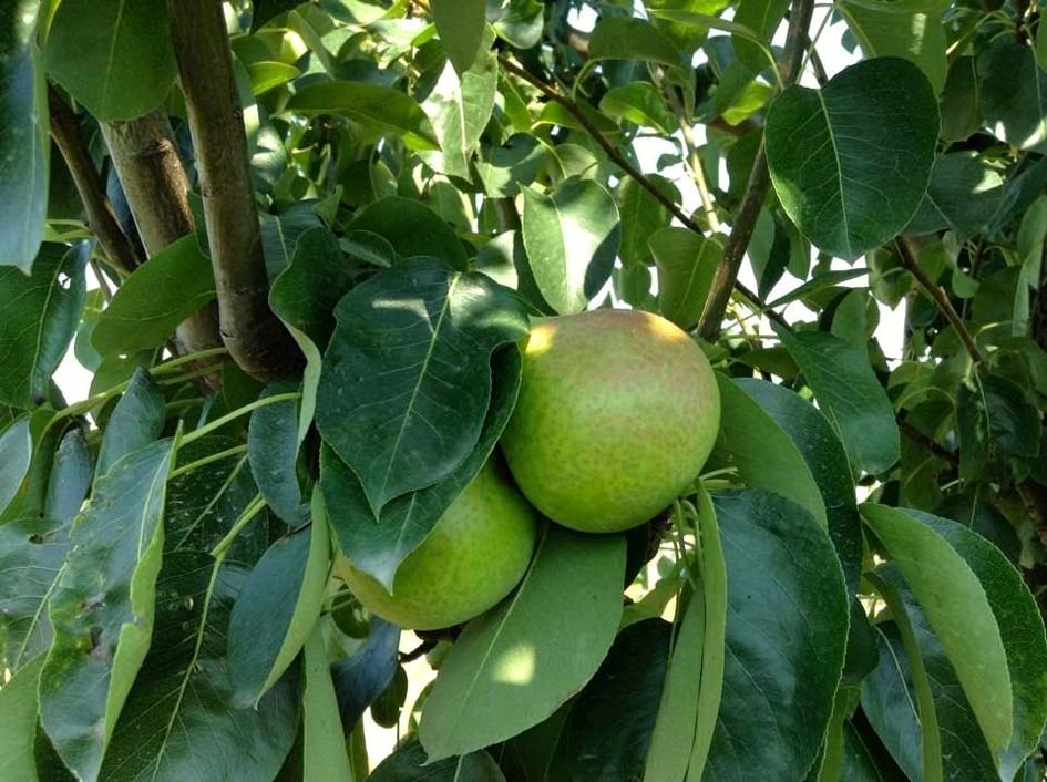 zeolite in pears