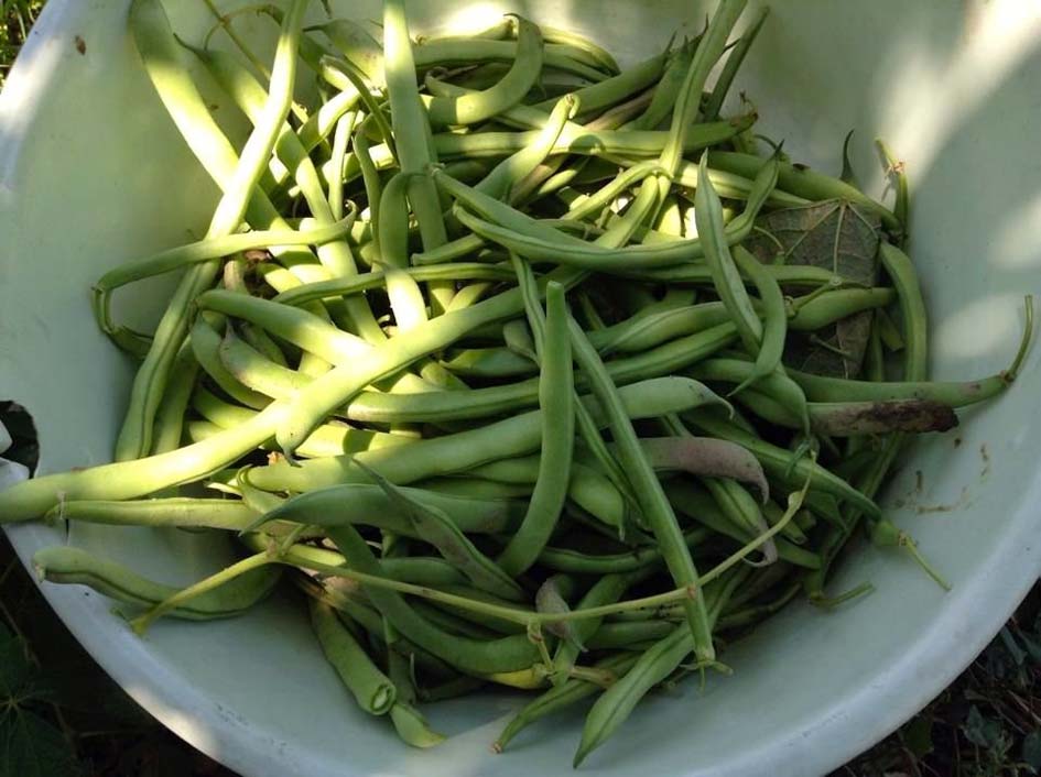 zeolite in green beans