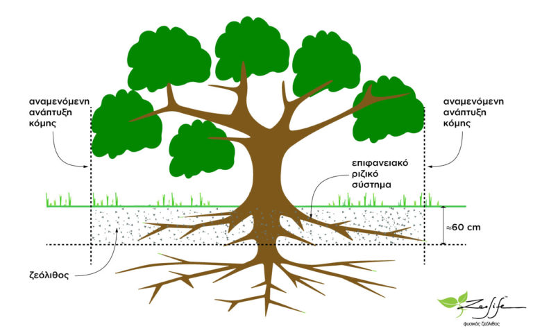 Ζεόλιθος σε νέα δέντρα – ο σωστός τρόπος ενσωμάτωσης