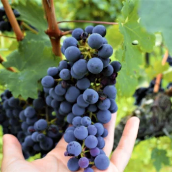 Κορυφαία διάκριση απέσπασε ένα από τα κρασιά που παράγονται στους ορεινούς αμπελώνες της Ιεράς Μονής Βουτσάς, το οποίο παράγεται με ζεόλιθο στην καλλιέργεια.