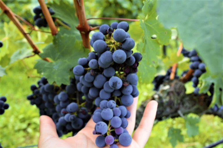 Ελληνικό κρασί με ζεόλιθο στην καλλιέργεια, στα 20 καλύτερα του κόσμου για το 2023